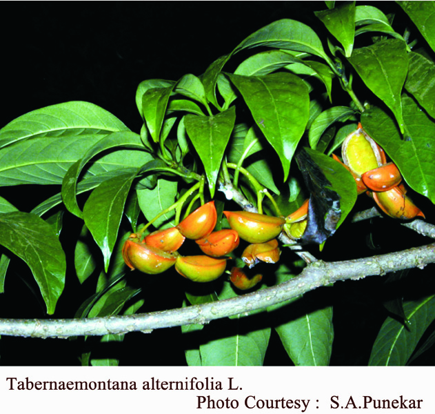 Tabernaemontana alternifolia L.